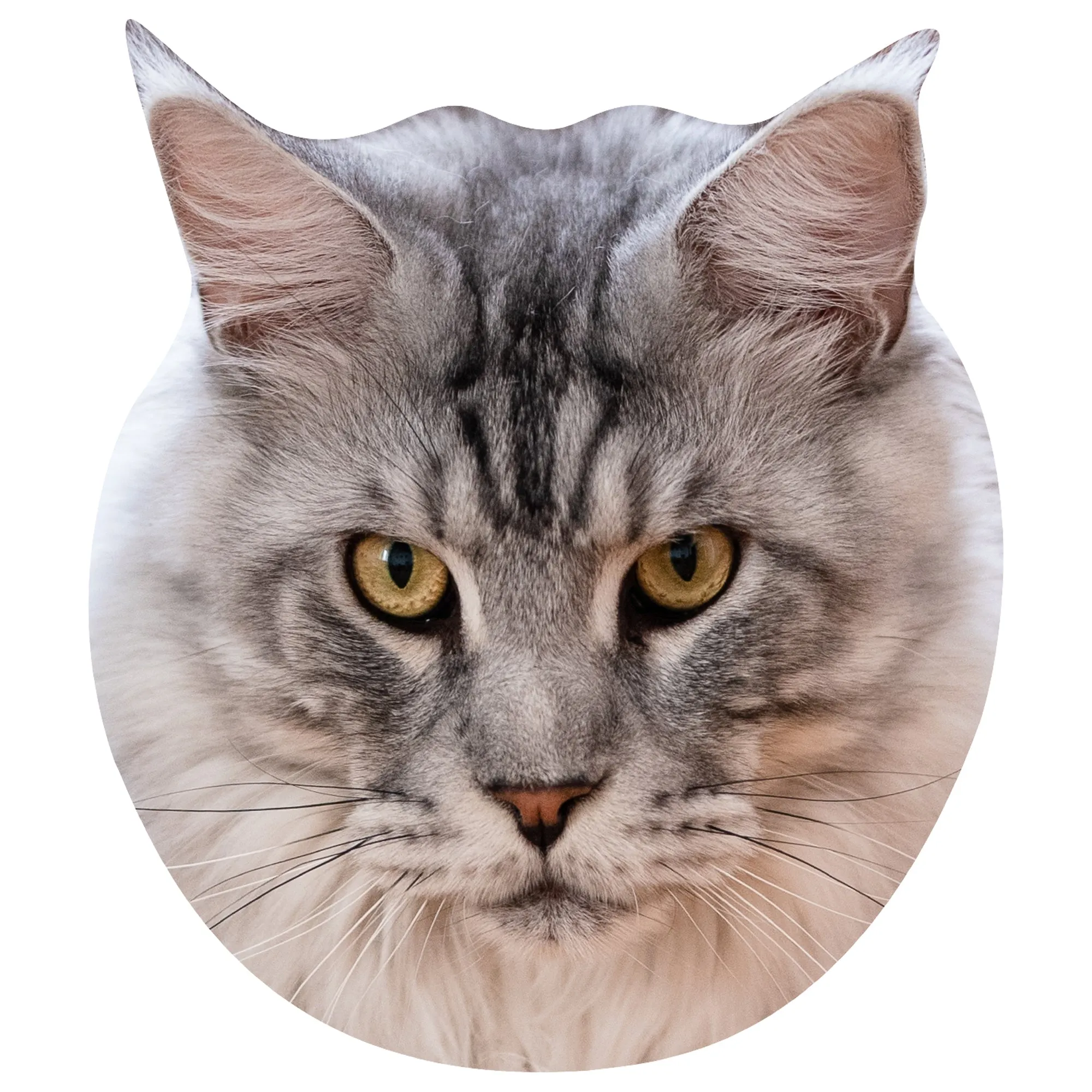 Animals: Maine Coon Cat Foam Core Cutout - Big Head