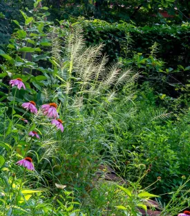 Bottlebrush Grass