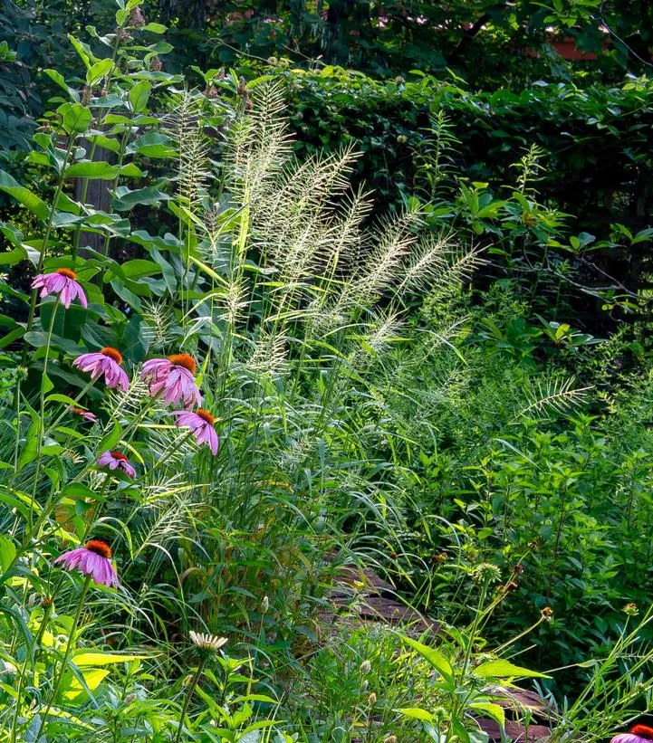 Bottlebrush Grass