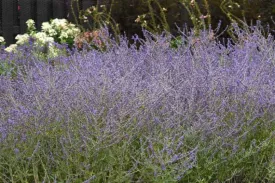Crazy Blue Russian Sage