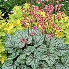 Dale's Strain Coral Bells