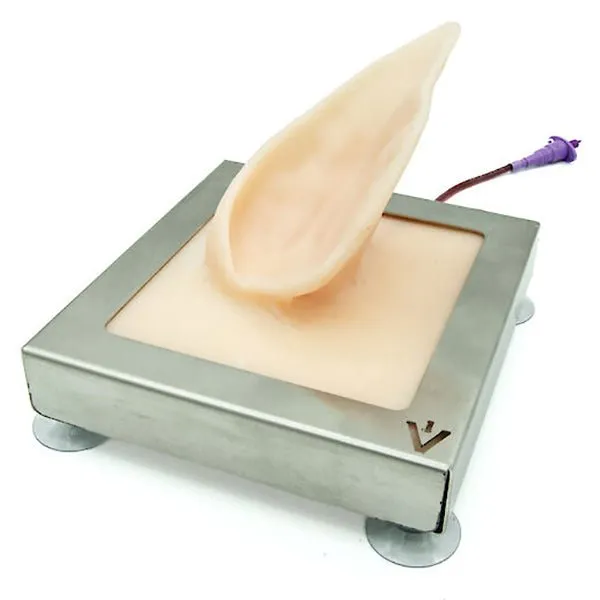 Pig Ear Venipuncture and Catheter Training Model