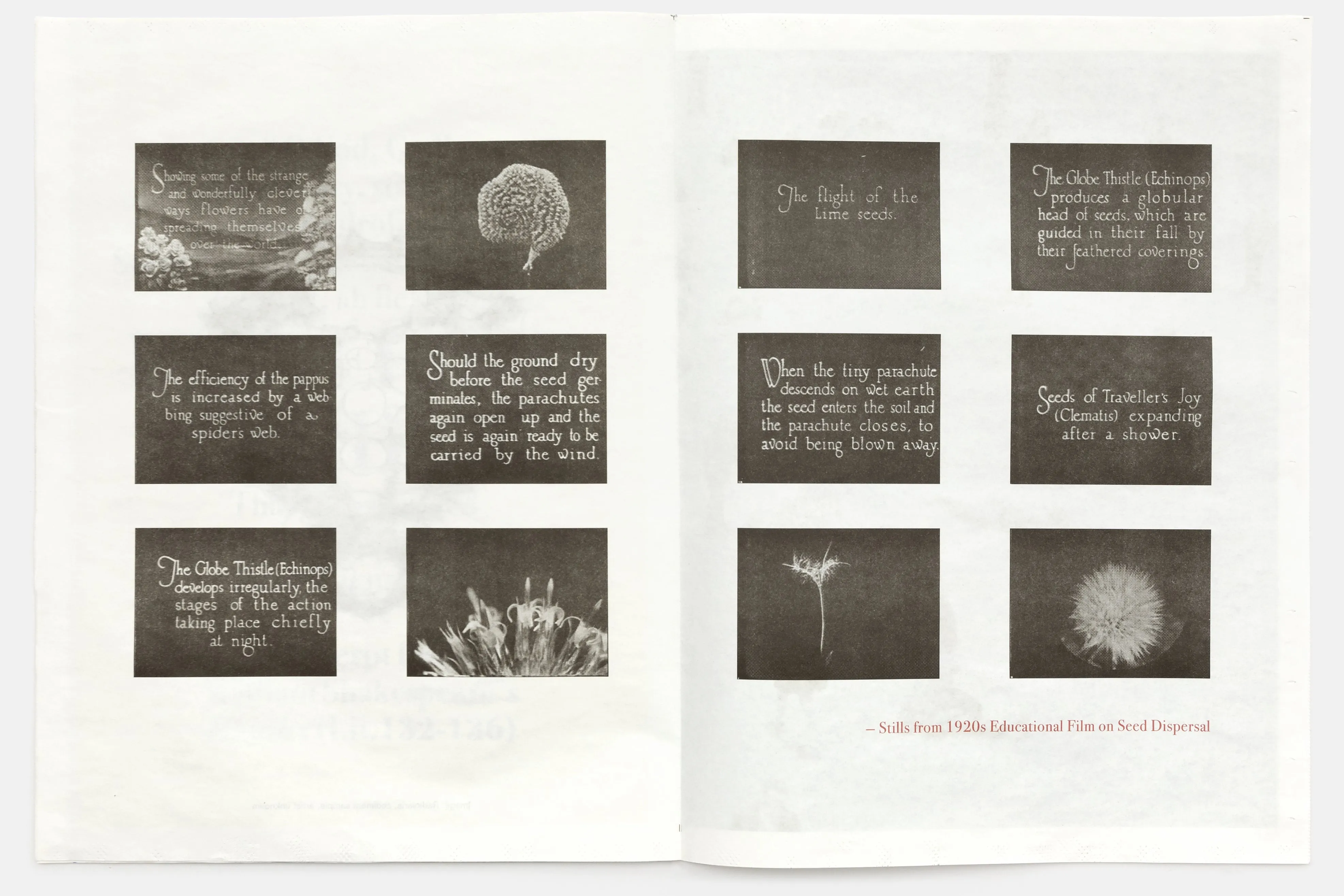 Seeds Zine by Claire Denis
